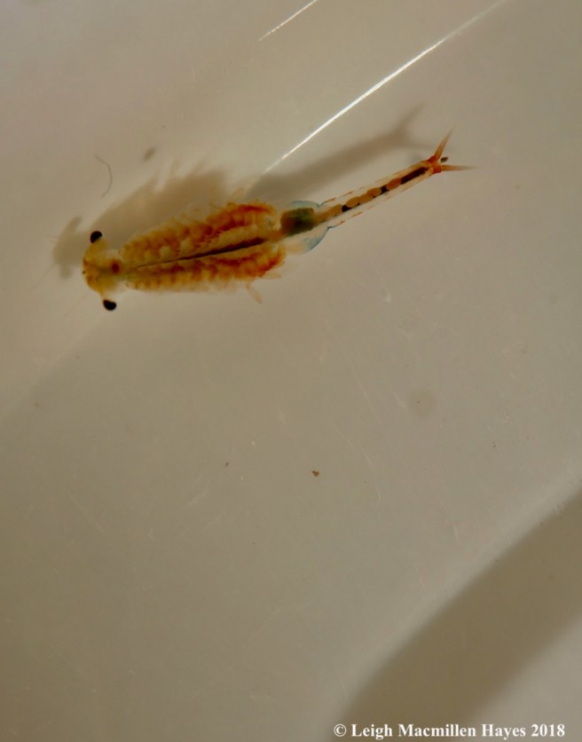 w-fairy shrimp
