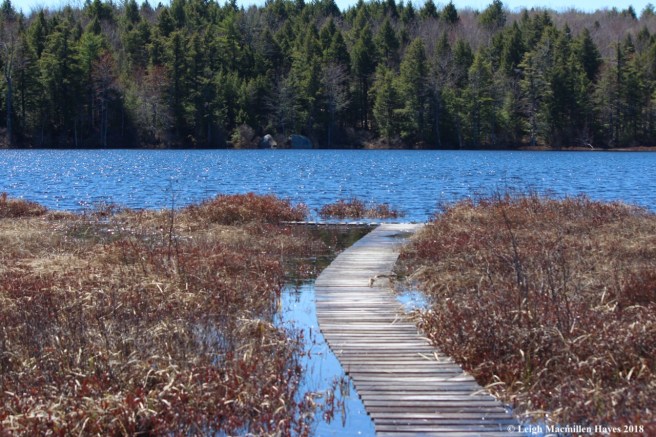 w-Holt Pond quaking bog