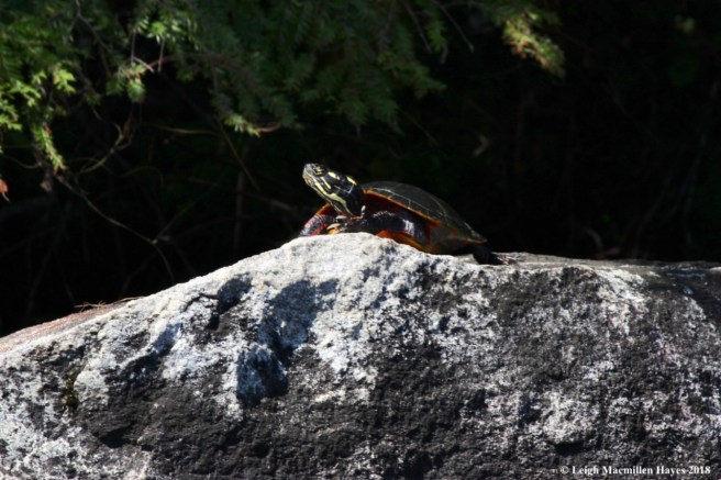 w-painted turtle