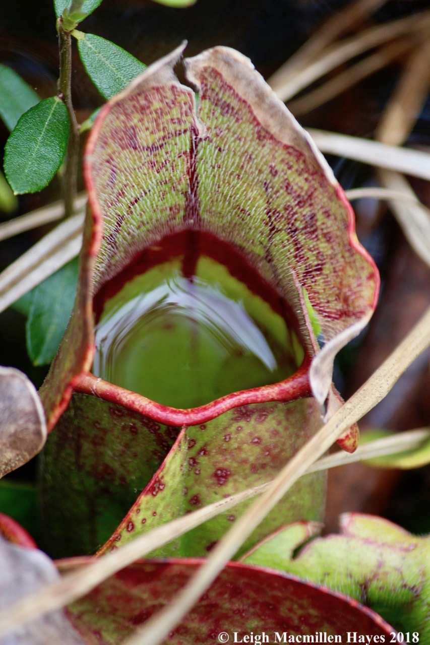 w-pitcher plant