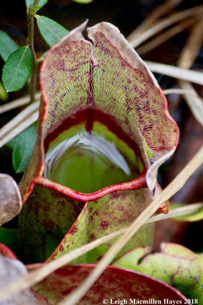 w-pitcher plant