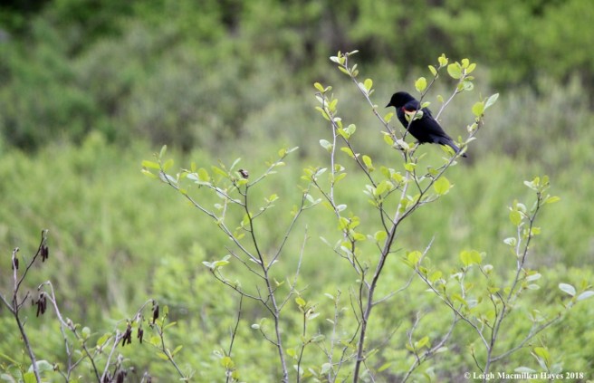 w-Red-winged Blackbird