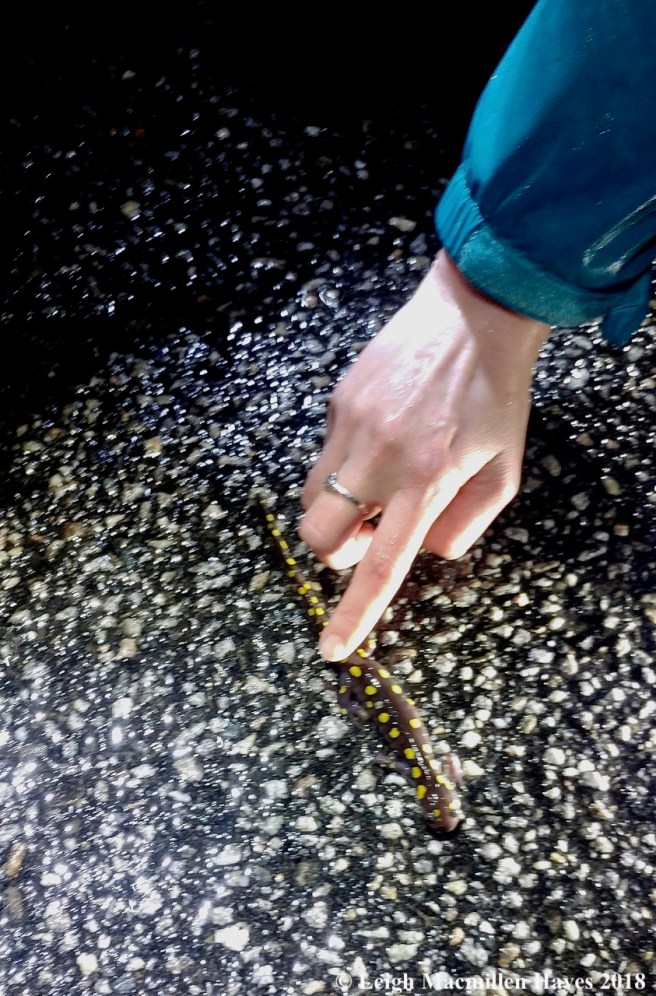 b7-spotted salamander