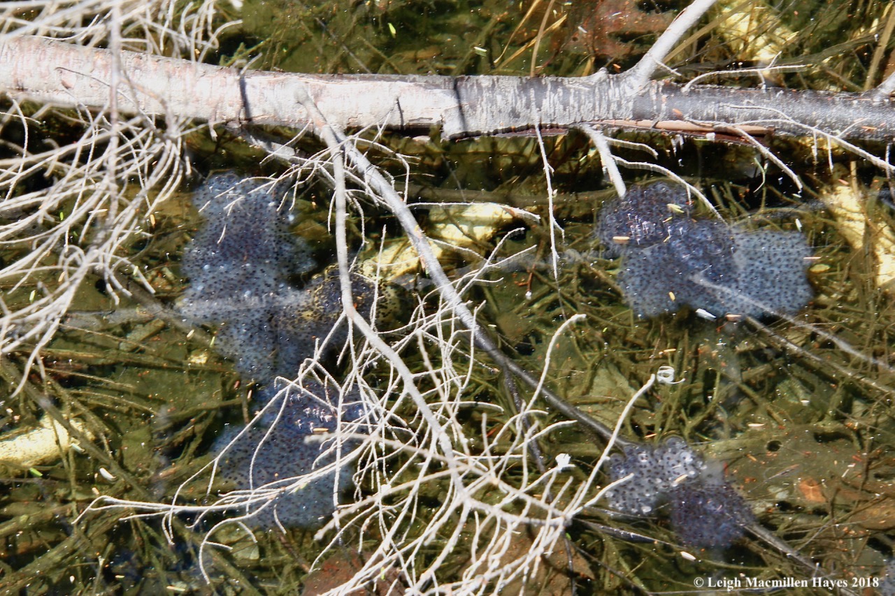 e15-wood frog egg masses