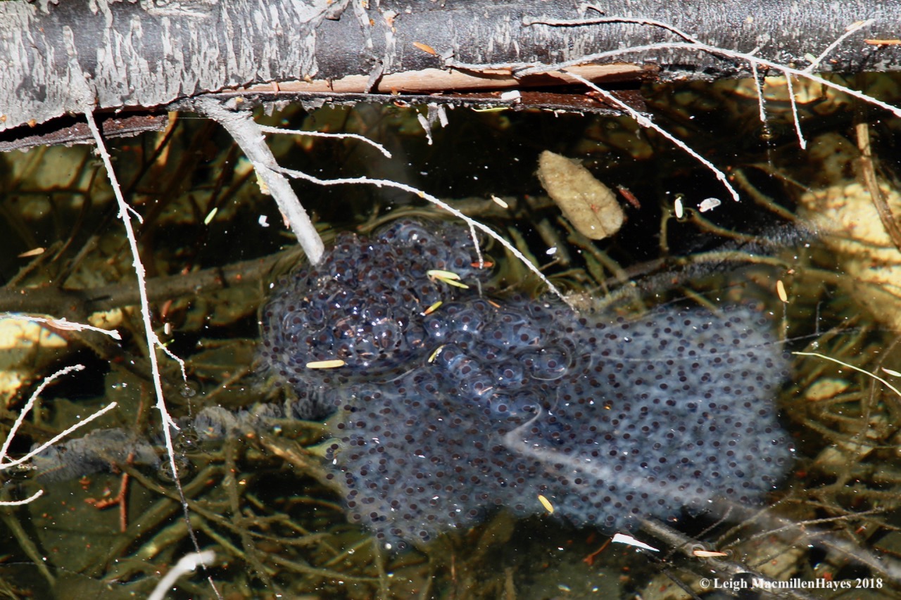 e17-wood frog egg mass
