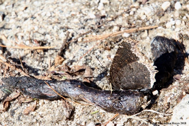 e23-Mourning Cloak butterfly