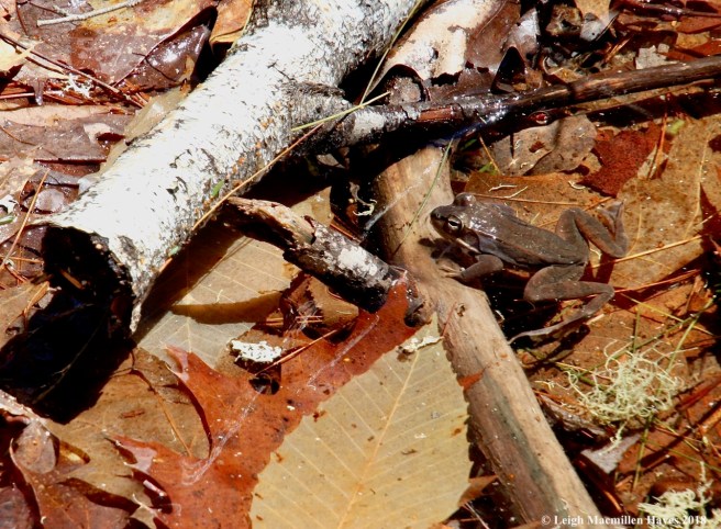 e9a--wood frog 3