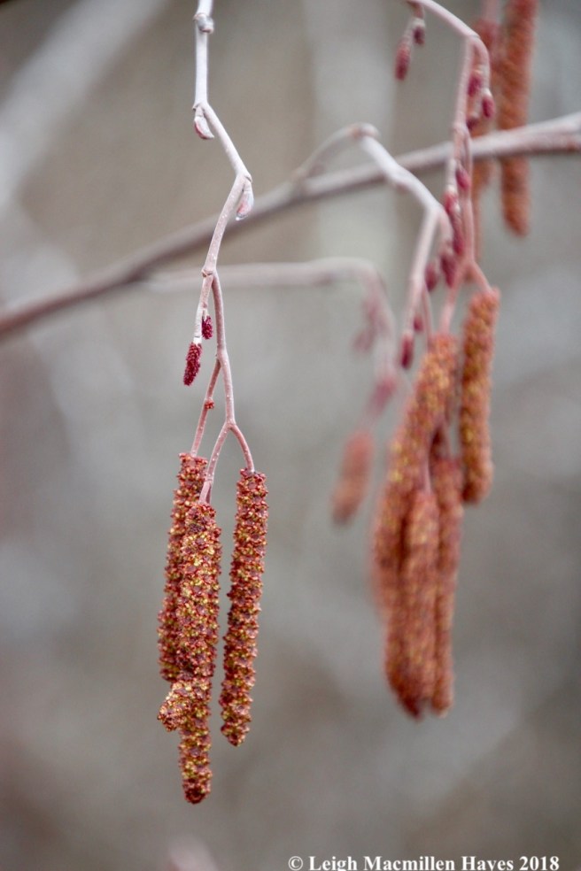 f10-speckled alder catkins