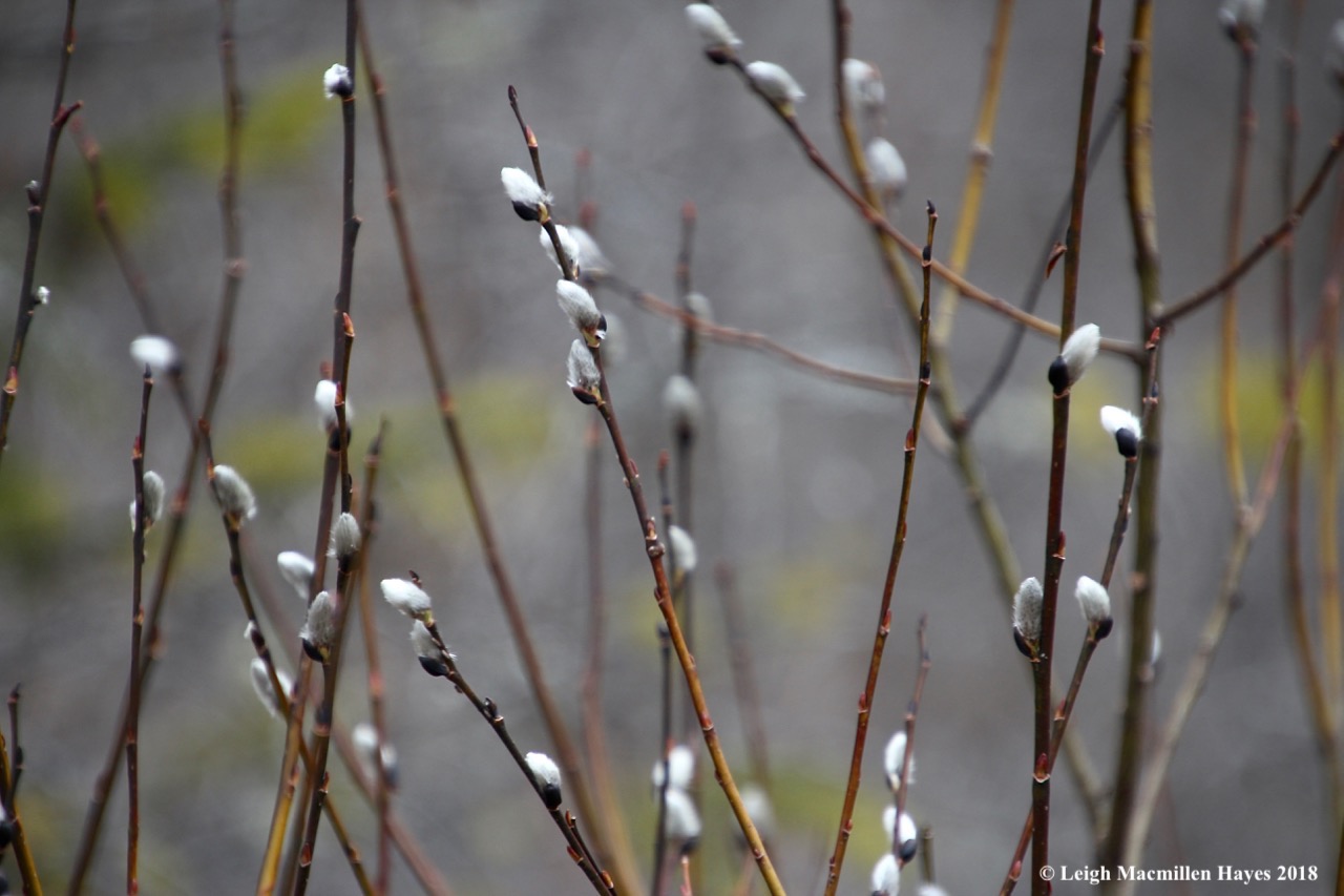 f11-pussy willows
