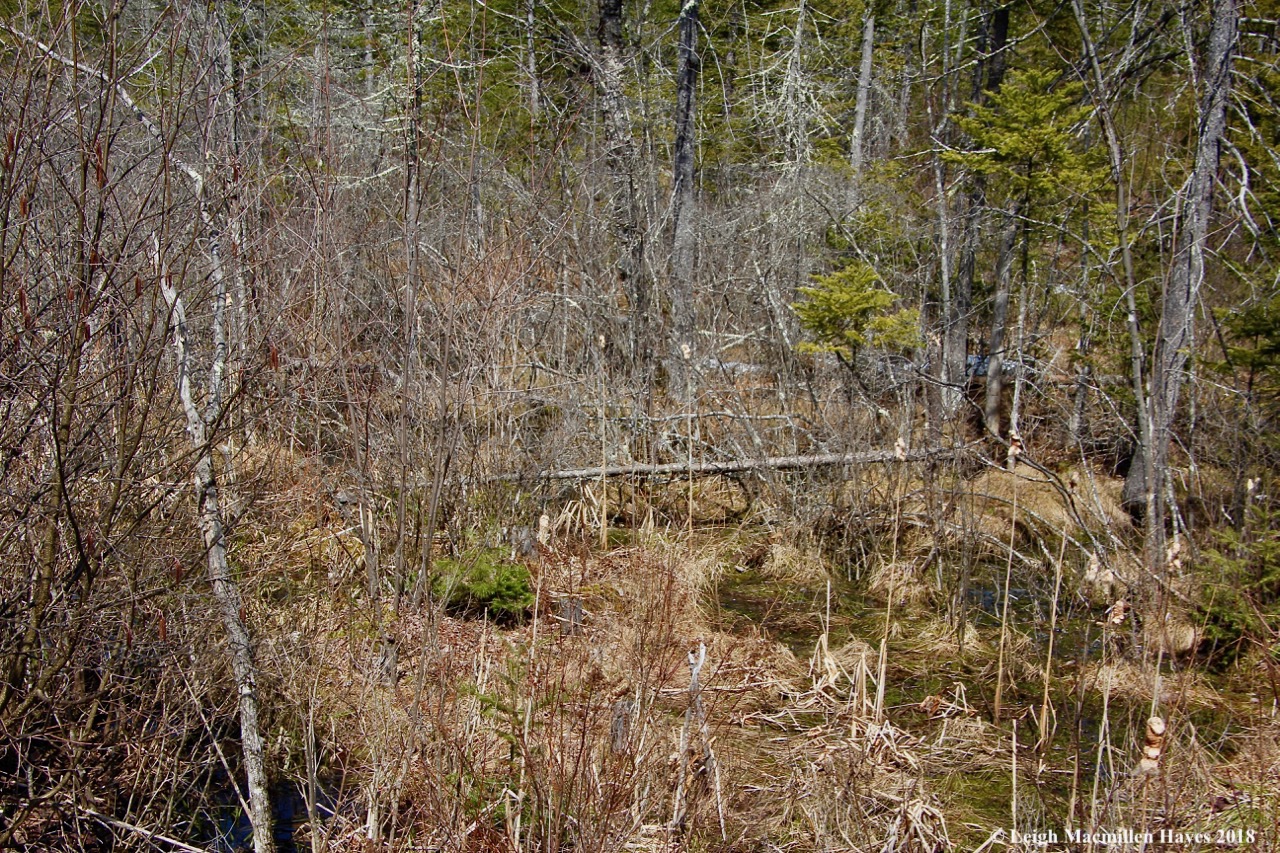 f14-wood frogs quaking