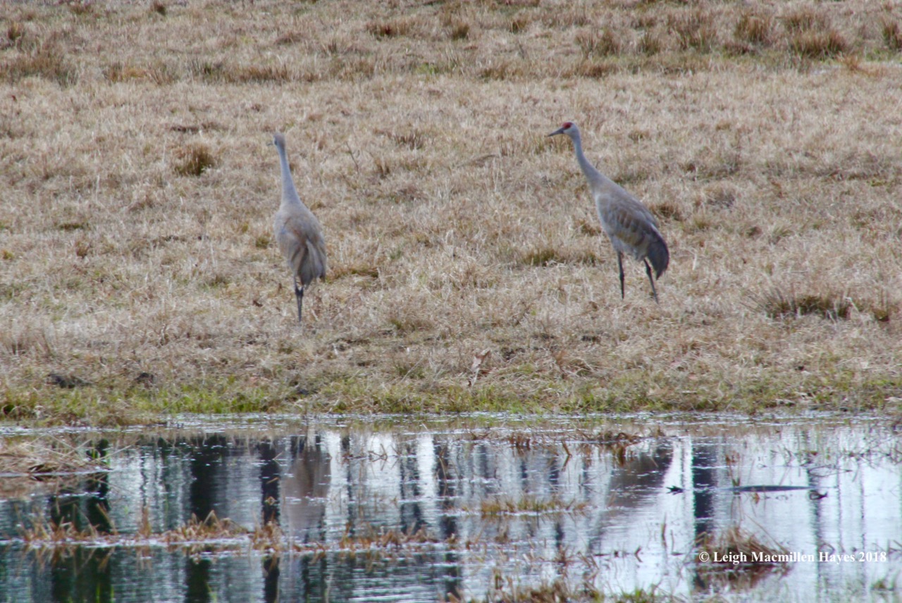 f17-sandhill cranes
