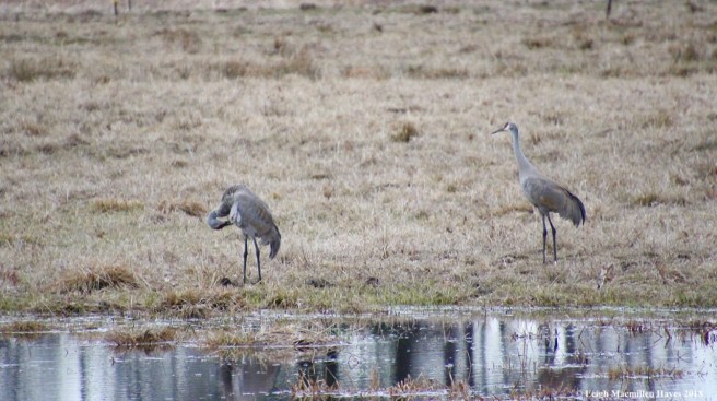 f17a--sandhil cranes