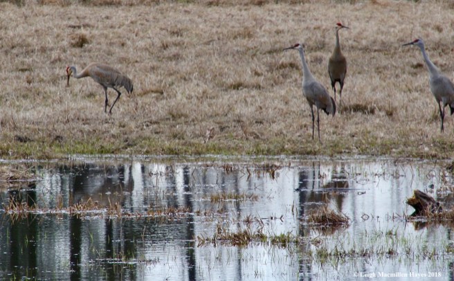 f18-sandhill cranes