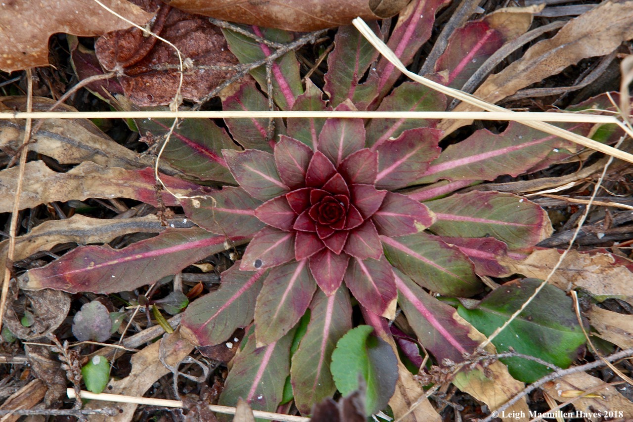 f3-evening primrose basal rosette