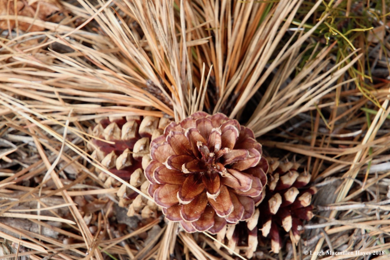 f4-pitch pine cone