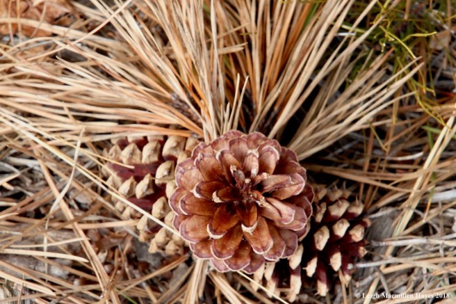 f4-pitch pine cone