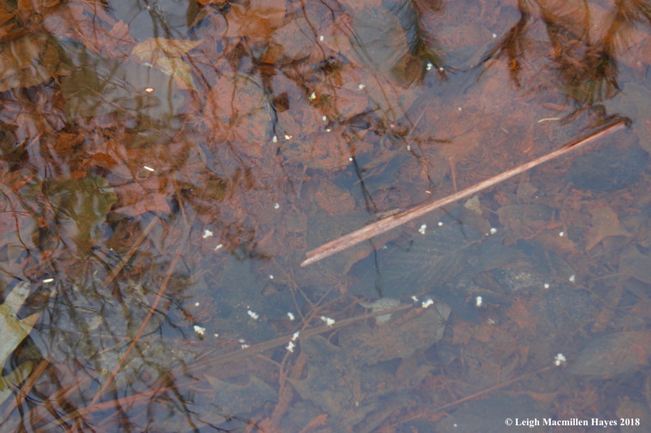 f9-spotted salamander spermatophores