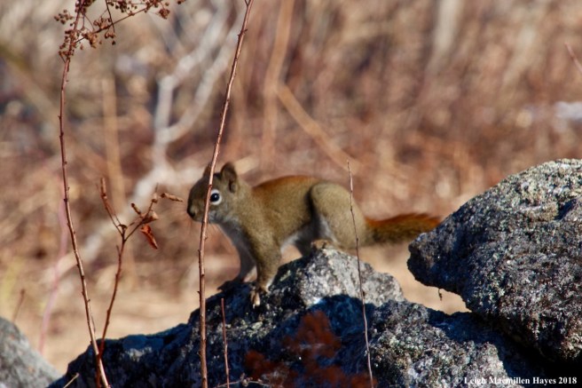 m1-squirrel