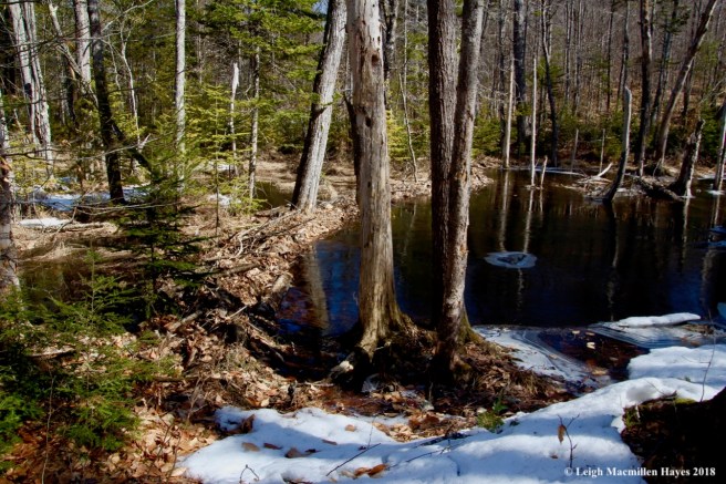 m3-beaver dam inactive