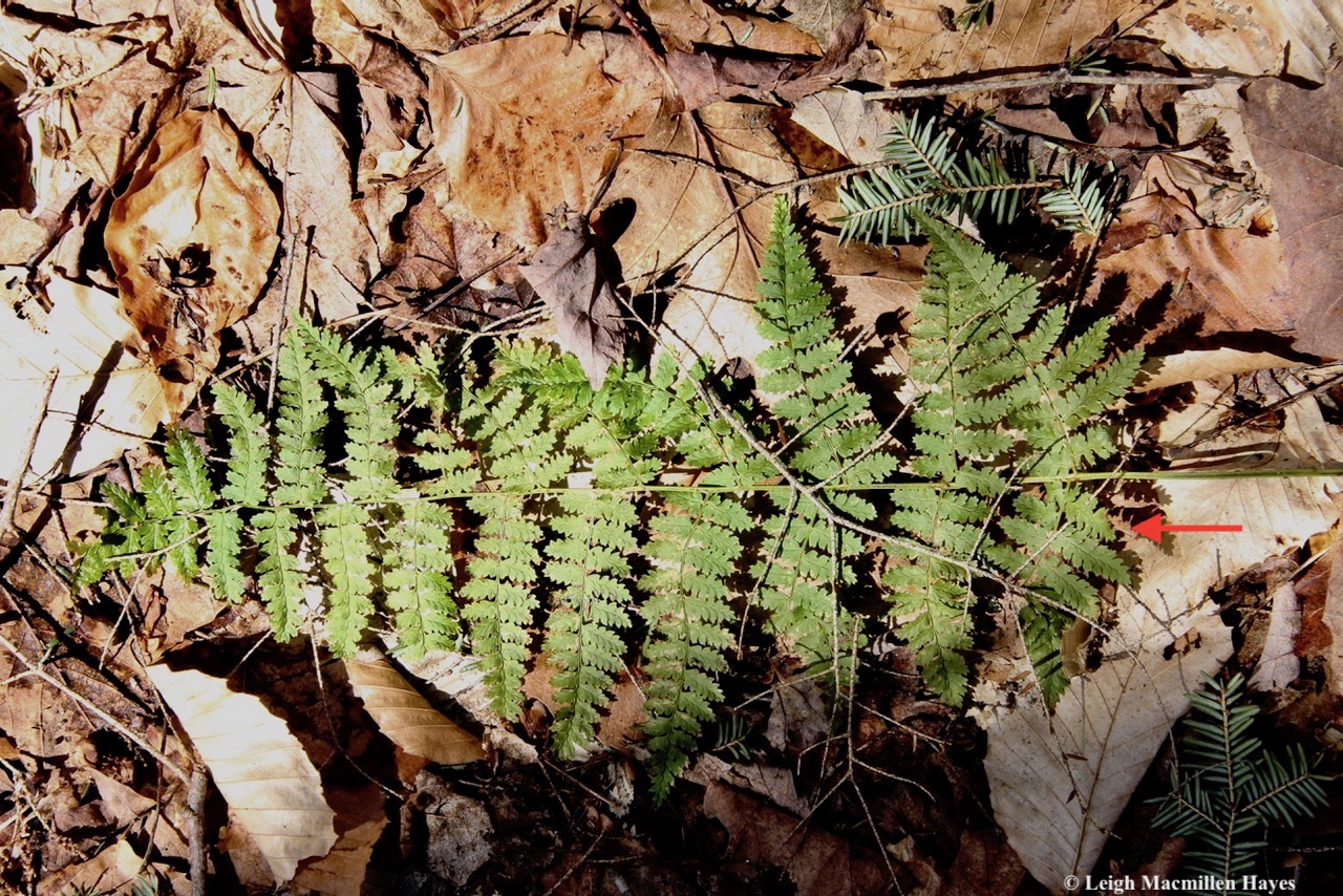 m6-evergreen wood fern