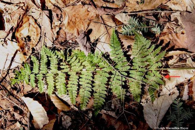 m6-evergreen wood fern