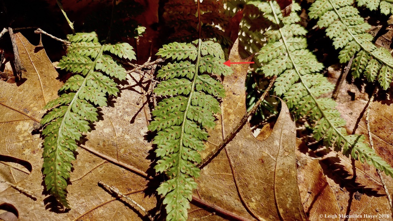 m6a-evergreen wood fern