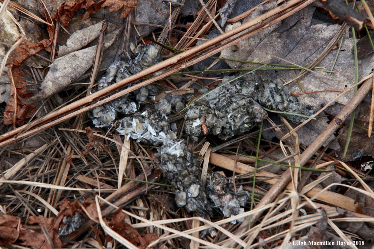 m6b-otter scat formed