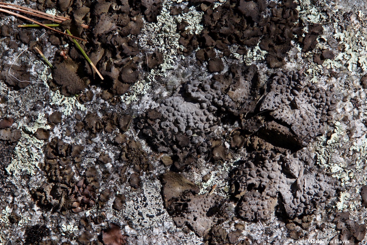 m9-toad lichen