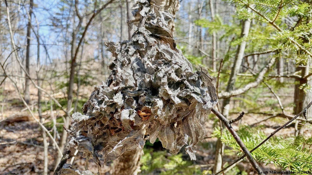 o7a-wasp nest