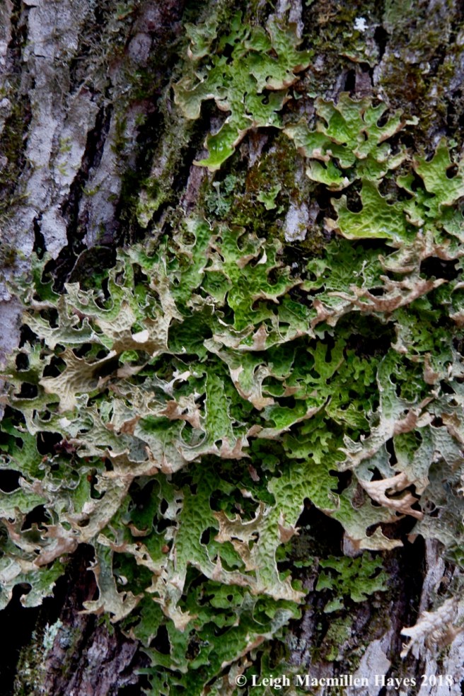 p18-lungwort on tree