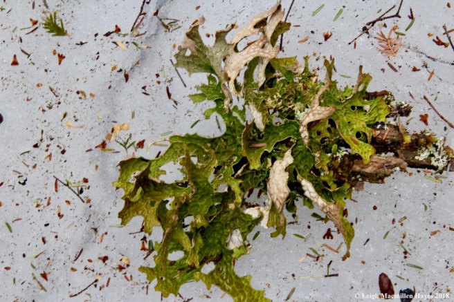 p19-lungwort on ground