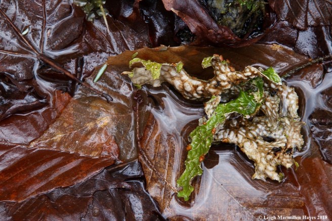 p20-lungwort apothecia