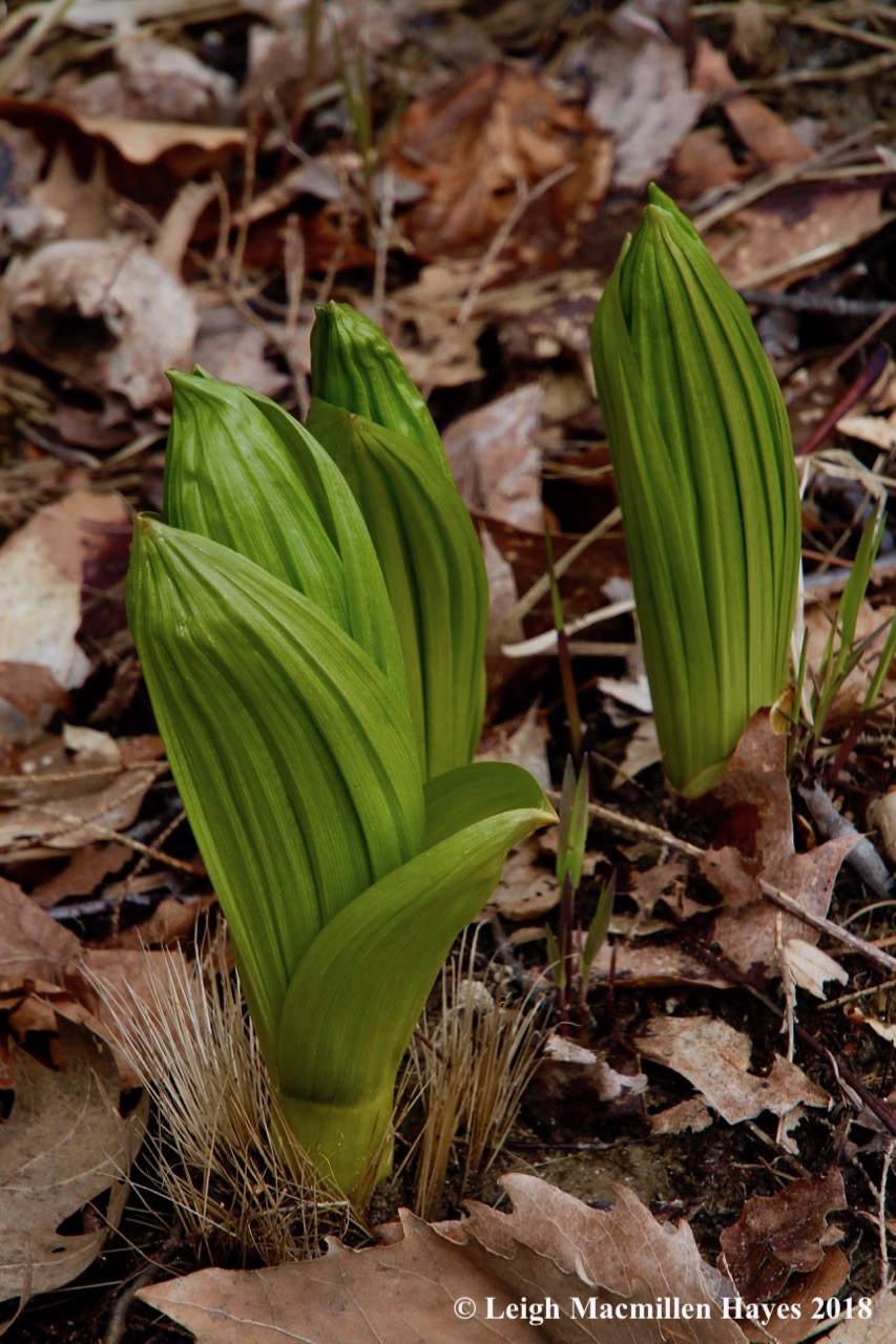 s15-false hellebore