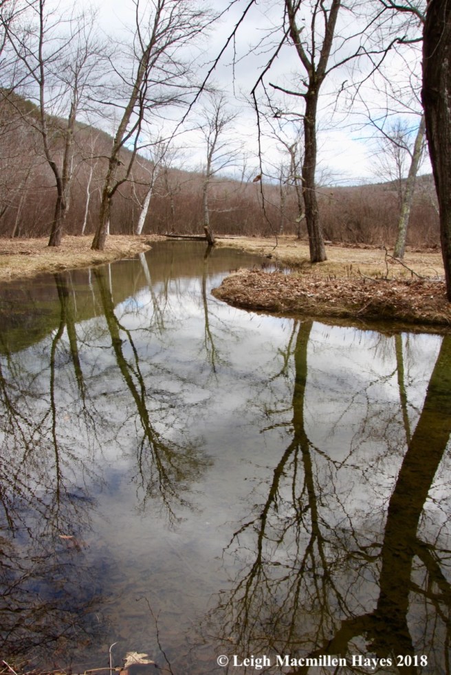 s17-rattlesnake brook