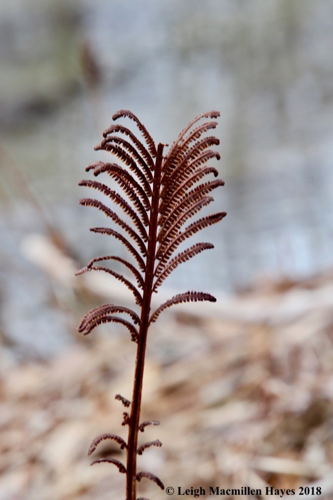 s20-ostrich fern fertile frond