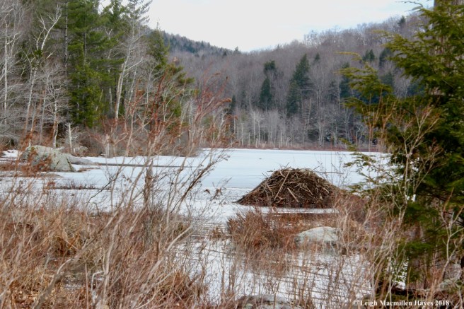 s24-beaver lodge