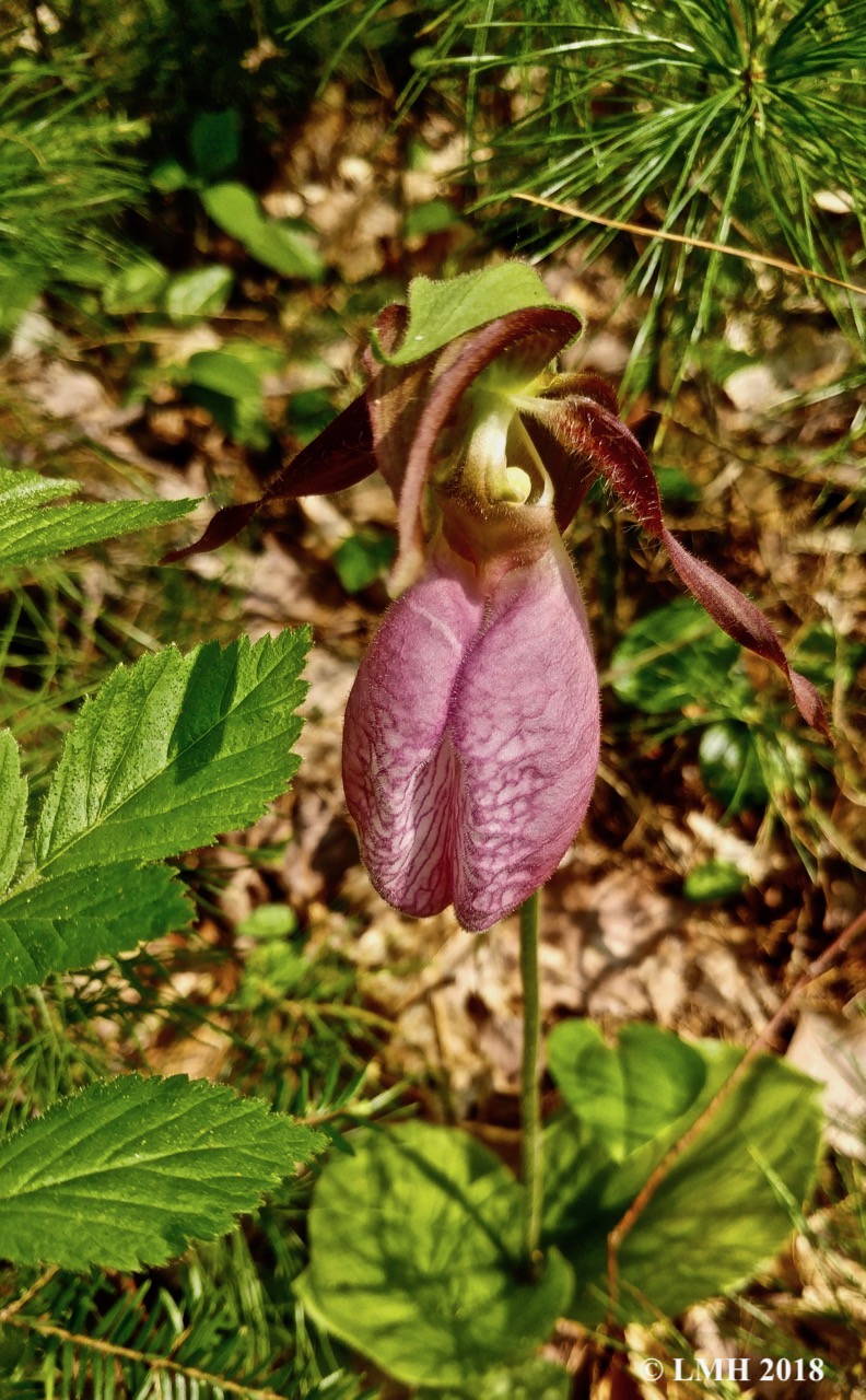 lady's slipper