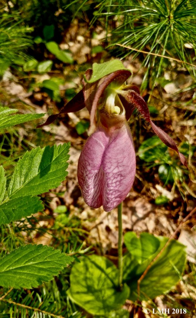 lady's slipper