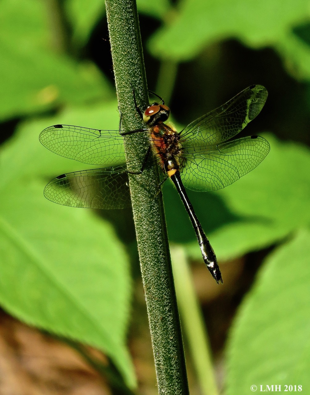 M1-KENNEDY'S EMERALD
