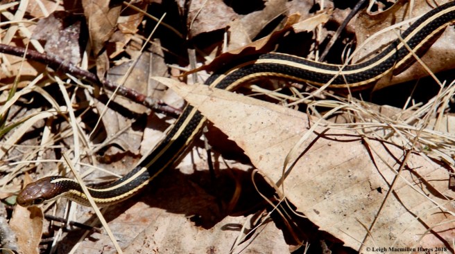 m11-ribbon snake 1