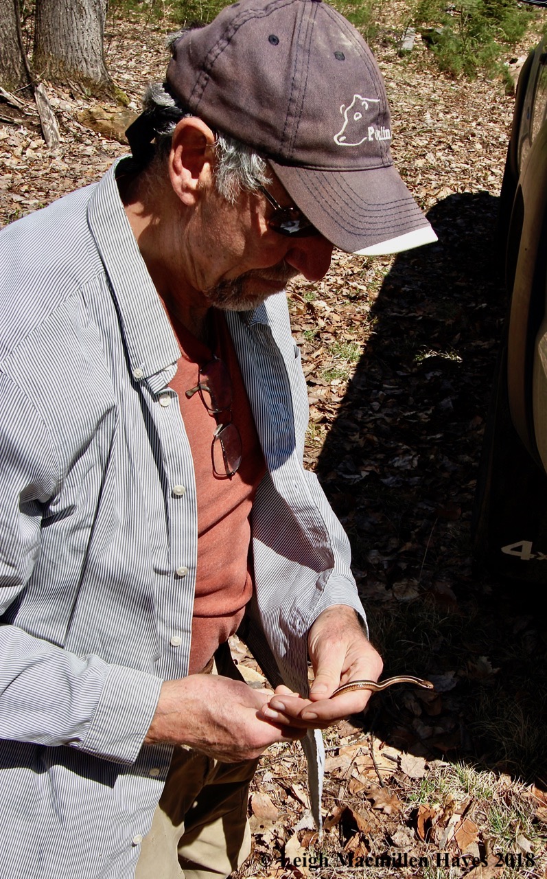 m12-ribbon snake captured