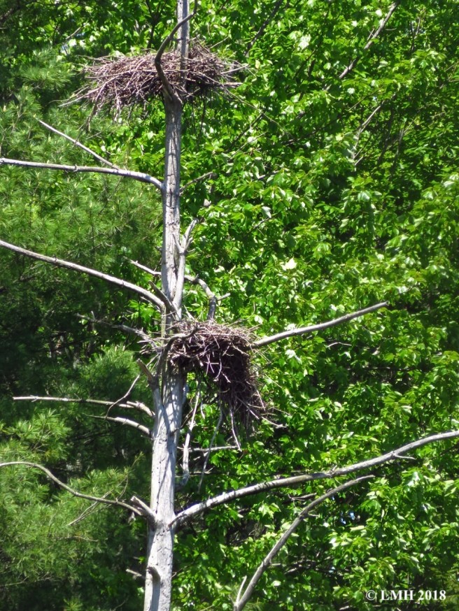 M13-HERON ROOKERY