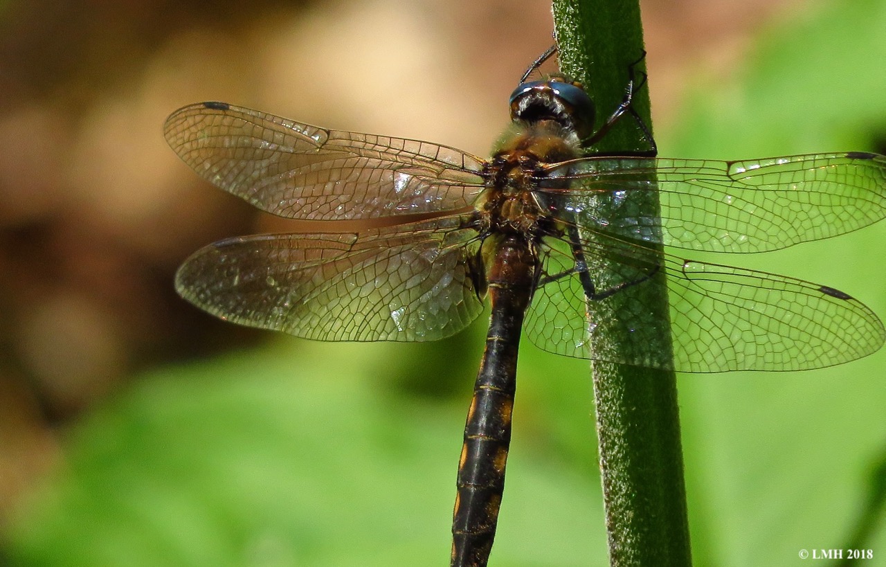 M2-BEAVERPOND BASKETTAIL
