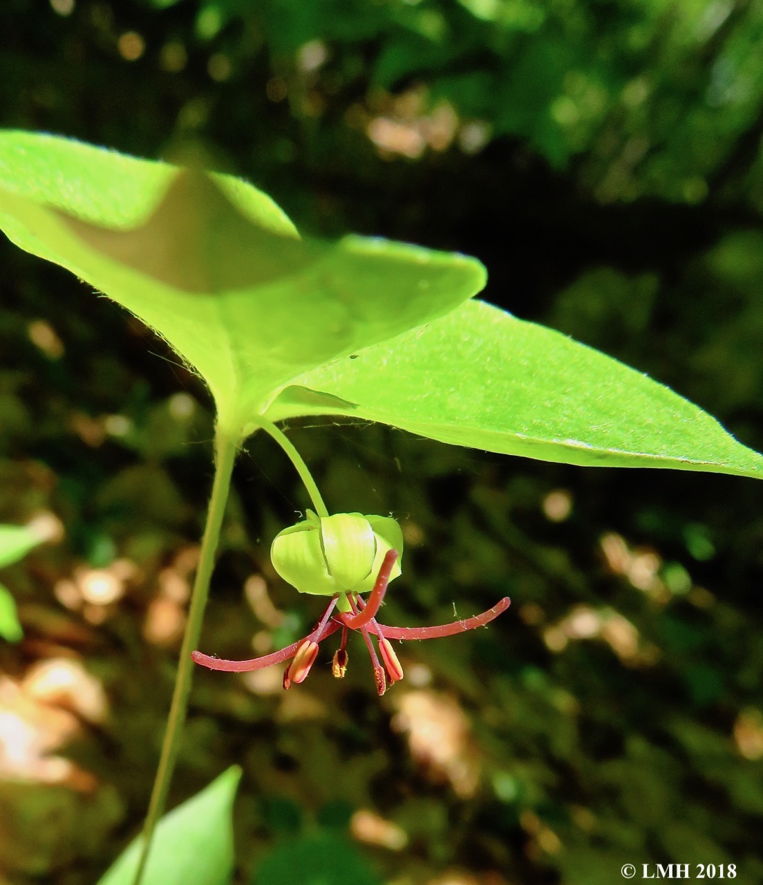 M20-INDIAN CUCUMER ROOT