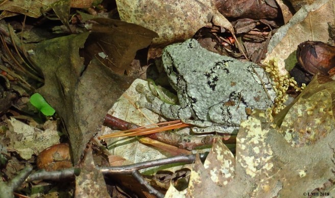 M21-GRAY TREE FROG