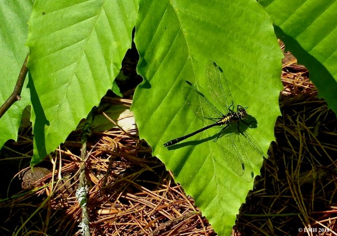M4-MUSTACHED CLUBTAIL