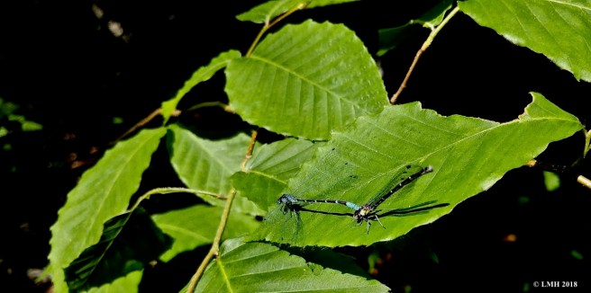 M6- SKIMMING BLUET