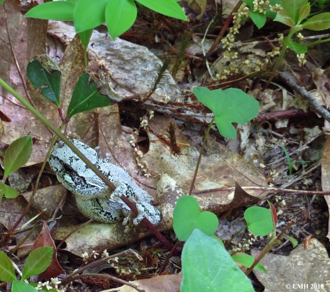 M8-GRAY TREE FROG