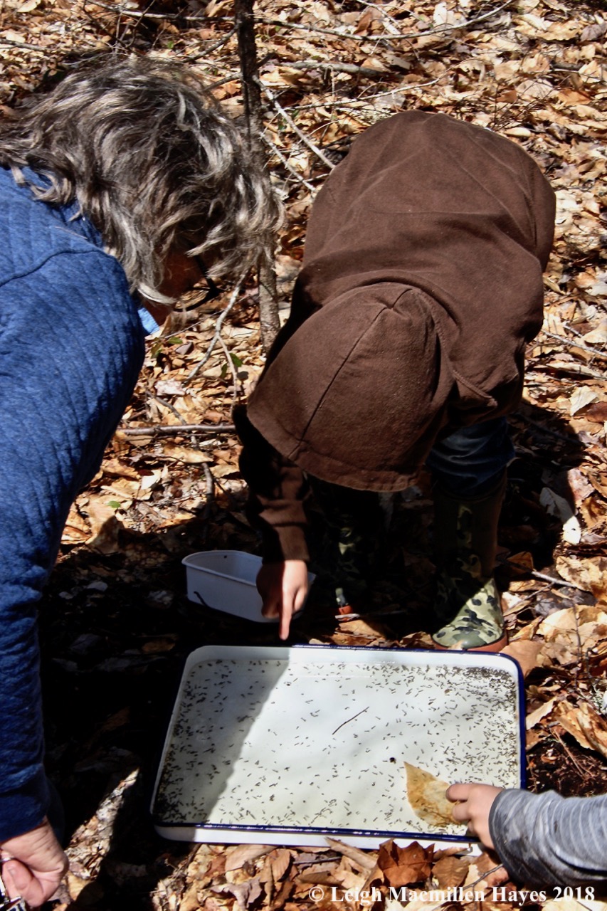 m8a-pointing out antics of mosquito larvae