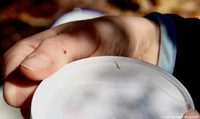 m9-chironomid midge larva